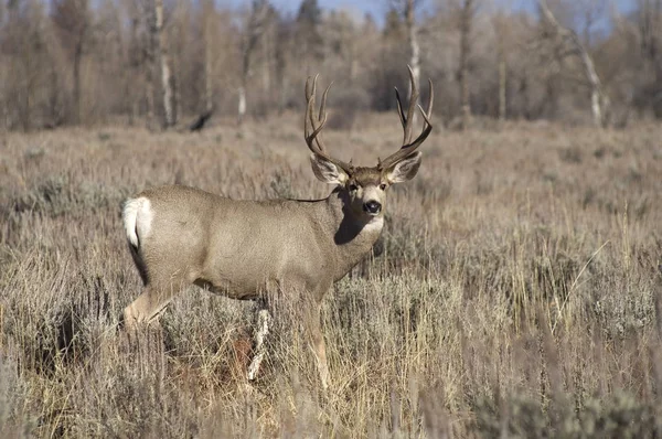 Wild Mule Deer Watches Ready Defend His Mate Woods Wyoming — Stock Photo, Image