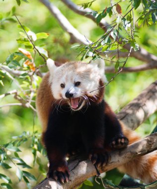 Red Panda bambu yaprakları bazı besinler için yüksek gider