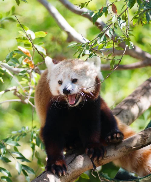 Röd Panda Går Hög Näringsämnen Bambublad — Stockfoto
