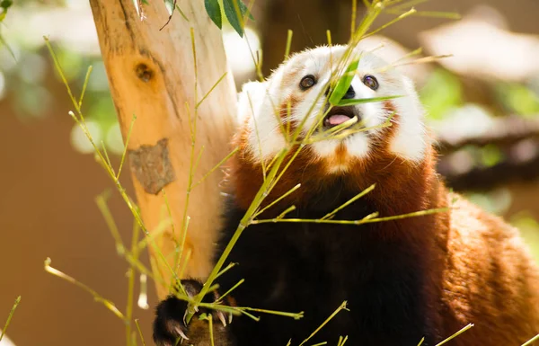 Красная Панда Получает Много Питательных Веществ Листьях Бамбука — стоковое фото