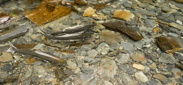 Flat Rocks Dominate Riverbed Salmon Pair Last Effort Spawn — Stock Photo, Image