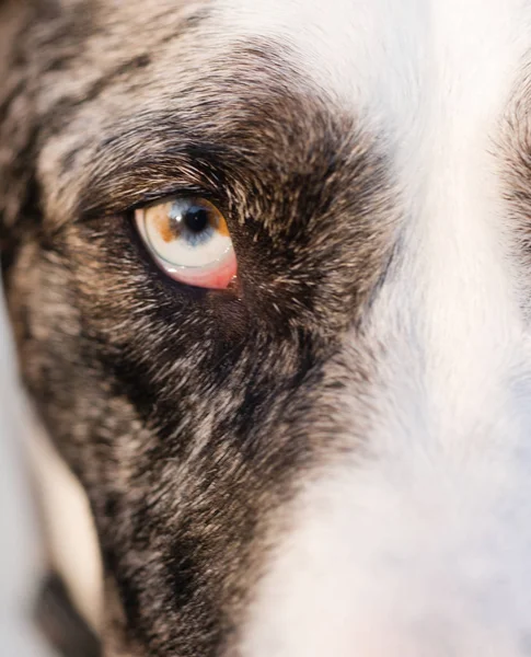 Apropierea Ochiului Stâng Unui Câine Vite Australian Privind Drept Înainte — Fotografie, imagine de stoc