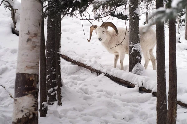 新鮮な雪カバー写真家と男性羊の風景 — ストック写真