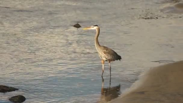 Blue Heron Jakt Längs Flodstranden — Stockvideo