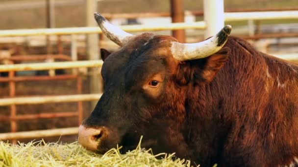 Ranczo Bull Zwierząt Jedzenie Rano Porcji Siana — Wideo stockowe