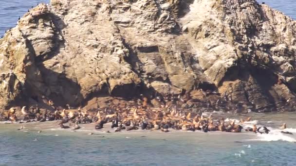 Dzikość Morze Zbijają Się Gromadę Małej Plaży Poniżej Skalistym Butte — Wideo stockowe