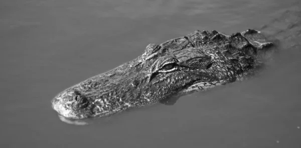 Adult Alligator Surfaces Long Enough Catch Some Sun Few Breaths — Stock Photo, Image