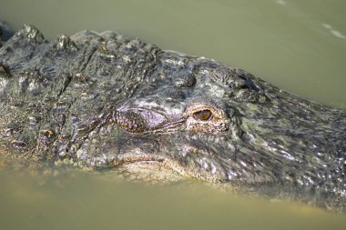 Bir yetişkin timsah yüzeyler bazı Paz yakalamak yeterli ve birkaç nefes Florida ABD uzun