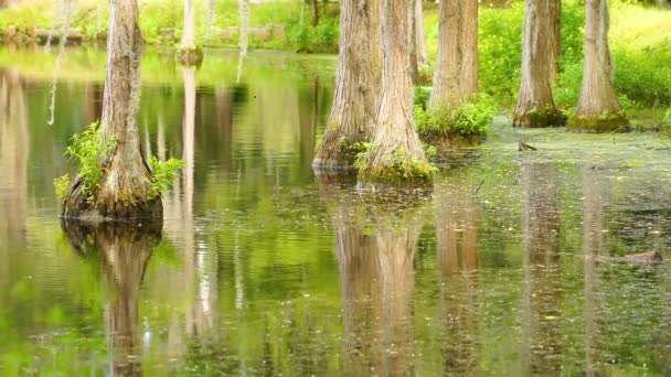 滑らかな水が沼沼湖でヒノキを反映します — ストック動画