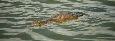 Bir yetişkin timsah yüzeyler bazı Paz yakalamak yeterli ve birkaç nefes Florida ABD uzun