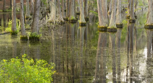 美国南部茂密的沼泽地区存在丰富的柏树树 — 图库照片