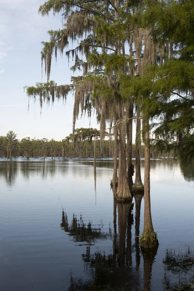 美国南部茂密的沼泽地区存在丰富的柏树树 — 图库照片