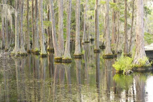 Árvores Ciprestes Abundantes Existem Nesta Exuberante Área Pantanosa Sul Dos — Fotografia de Stock