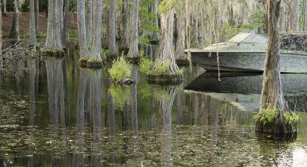 豊富な野生動物は 米国深南部でこの緑豊かな湿原 — ストック写真