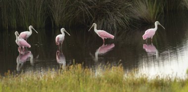 Pembe kaşıkçı bir farklı ve benzersiz leylekgiller Güney Amerika Birleşik Devletleri'nde bulunan kuştur