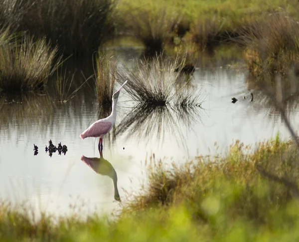 Roseate Spoonbill Unusual Unique Wading Bird Found Southern United States — Stock Photo, Image