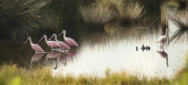 Roze Lepelaar Een Ongewone Unieke Waadvogel Gevonden Zuidelijke Verenigde Staten — Stockfoto