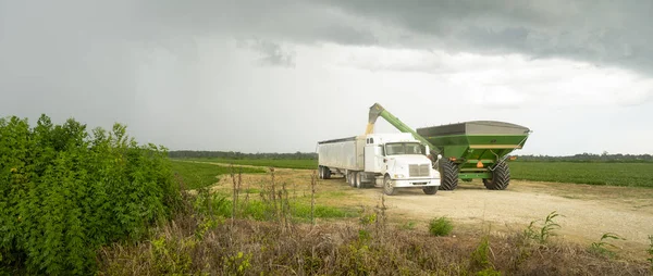 一场暴风雨正在酝酿中 刚刚收割的大米被泵入半挂车 运输到仓和市场 — 图库照片