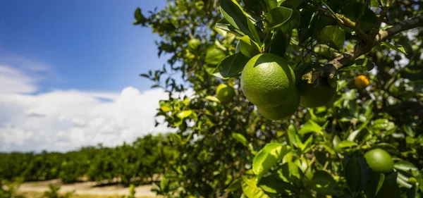 Limão Fresco Maduro Espera Tomando Sol Ramo Pomar Frutas Sul — Fotografia de Stock