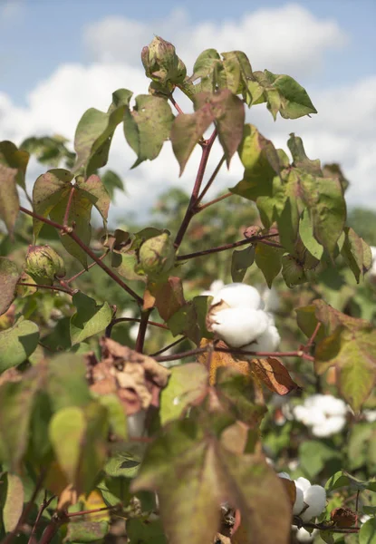 Stretto Una Pianta Cotone Campo Agricolo Bullone Maturo Pronto Raccolta — Foto Stock