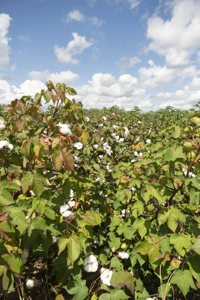 Stretto Una Pianta Cotone Campo Agricolo Bullone Maturo Pronto Raccolta — Foto Stock