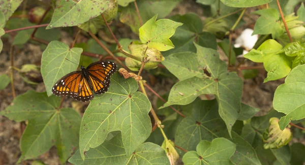 Tall Cotton Close Harvest Georgia Butterfly Drops Bite Eat — Stock Photo, Image