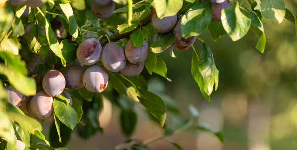 Kövér Szilva Facsoport Ágon Egy Termékeny Orchard Élelmiszer Előállítása Mezőgazdasági — Stock Fotó