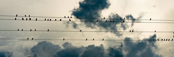 Hora Social Para Pássaros Sul Profundo Animais Selvagens Preening Limpeza — Fotografia de Stock