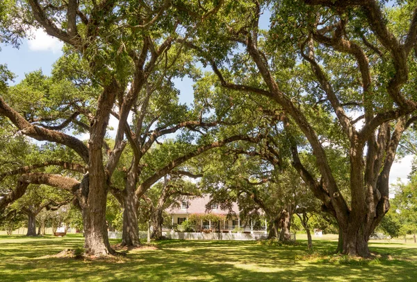 Large Oak Trees Provide Canopy Shade Protecting Landscape Rays — Stock Photo, Image