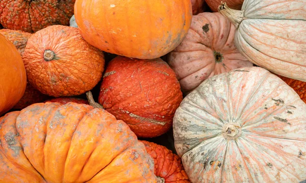 Kürbisse Und Kürbisse Stapeln Sich Traditionellen Herbstmarkt — Stockfoto