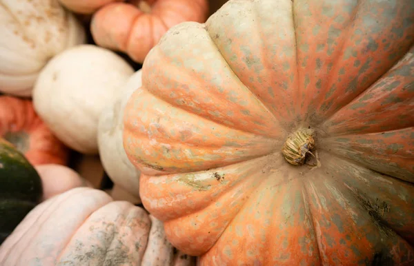 Know Fall Here Displays Full Pumpkins Gourds Show Market — Stock Photo, Image