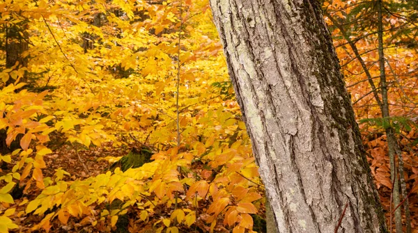 Unique Trees Stand Out Bright Yellow Leaves Ready Fall Winter — Stock Photo, Image