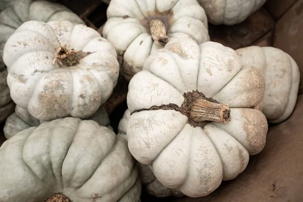 Sabemos Que Otoño Aquí Cuando Las Exhibiciones Llenas Calabazas Calabazas — Foto de Stock