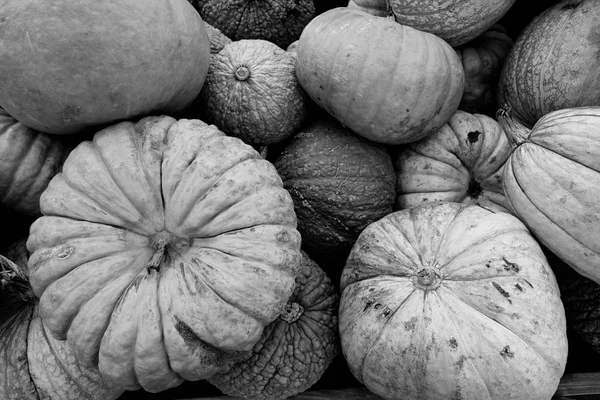 Sabemos Que Otoño Aquí Cuando Las Exhibiciones Llenas Calabazas Calabazas — Foto de Stock