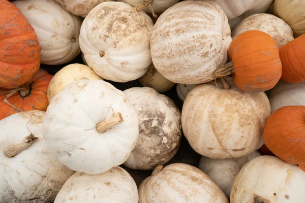 Know Fall Here Displays Full Pumpkins Gourds Show Market — Stock Photo, Image
