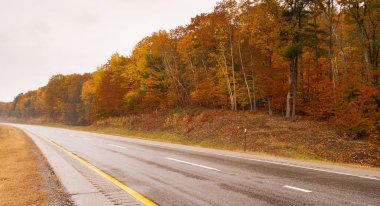 No traffic on the wet highway flanked by fall color in New England on the open road clipart