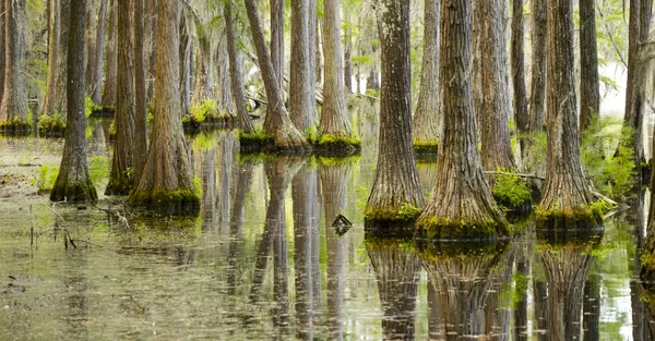 Diesem Sumpfgebiet Der Südlichen Vereinigten Staaten Wachsen Bäume Direkt Aus Stockbild