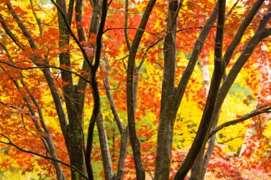 Benzersiz ağaçlar öne parlak sarı karşı kış koyuyor düşmeye hazır bırakır