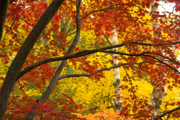 Unique Trees Stand Out Bright Yellow Orange Leaves Ready Fall — Stock Photo, Image