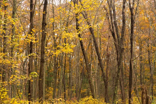 Alberi Unici Distinguono Contro Foglie Giallo Brillante Pronto Cadere Come — Foto Stock