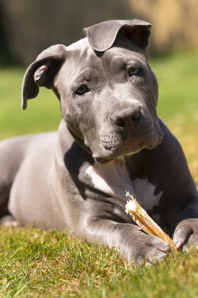 Jovem Poço Puxe Pure Bred Canine Stting Grama Mastigar Osso — Fotografia de Stock