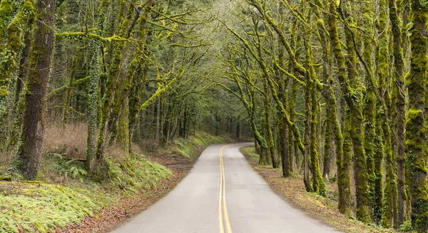 Canopy del árbol de Island Road que cubre la autopista de dos carriles Washington State —  Fotos de Stock