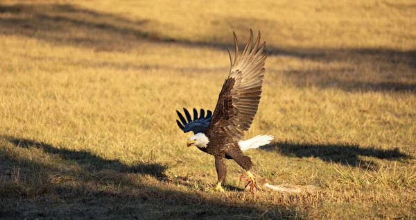 American Bald Eagle Hunting Drags a Rabbit in Flight — Stock Photo, Image