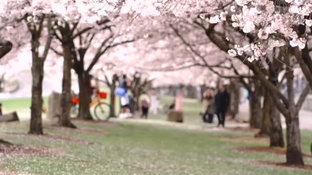 Composición Horizontal Blooming Cherry Blossoms Dos Filas Árboles — Vídeo de stock