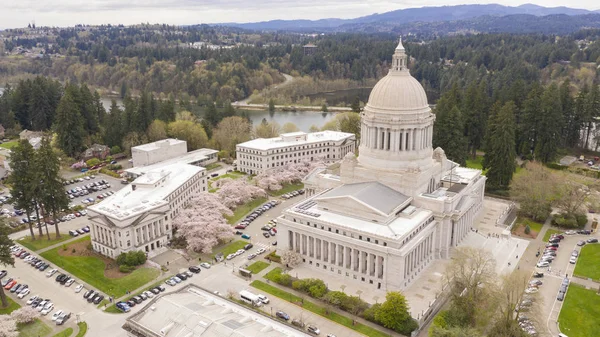 The Cherry Blossoms are their Peak At the Washington State Capitol — Stock Photo, Image