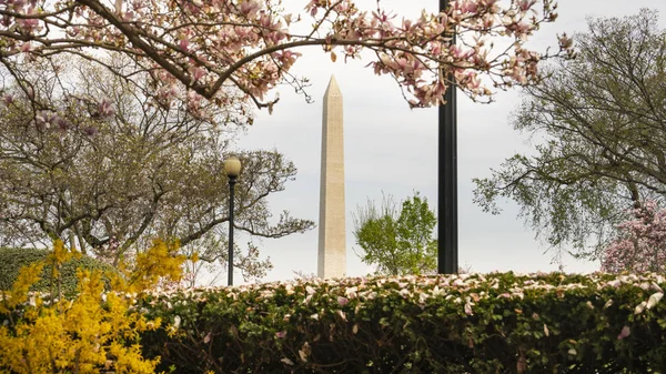 Washington Monument Surrounded by March Spring Flower Blossoms — Stock Photo, Image