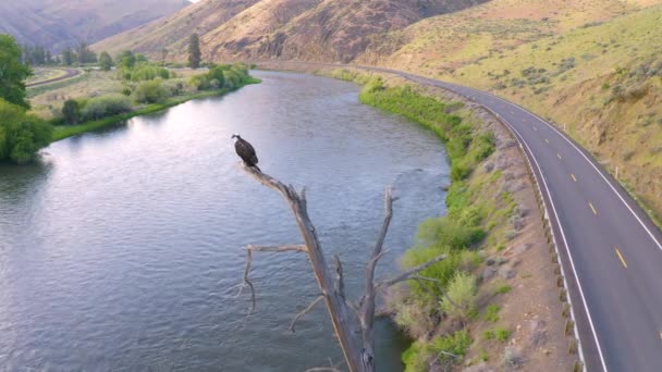 美国秃鹰青年站在一个贾格大鸟观看 — 图库视频影像