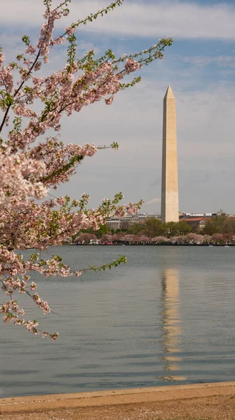 Washington Monument Surrounded by March Spring Flower Blossoms — Stock Photo, Image