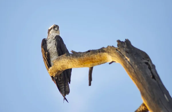 Juvenile Bald Eagle sitting on tree snag overlooking the river waiting — Stock Photo, Image