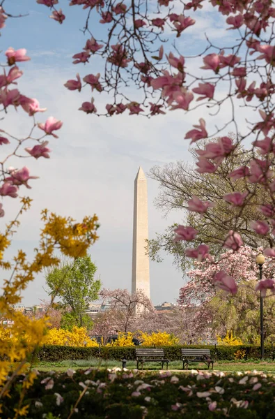 Washington Monument Surrounded by March Spring Flower Blossoms — Stock Photo, Image